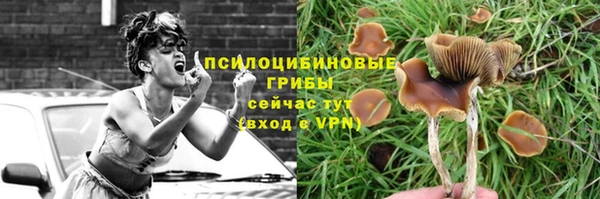крисы Новозыбков